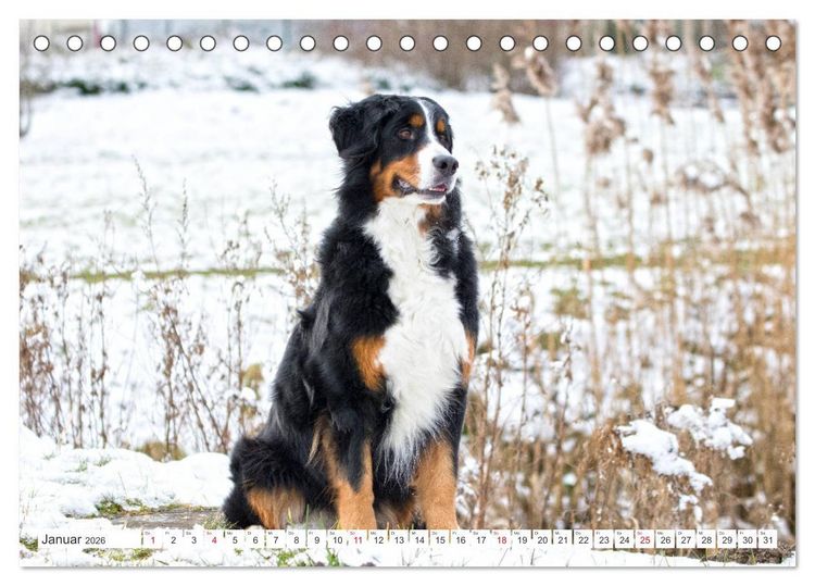 Produktbild: Berner Sennenhunde machen gl&uuml;cklich (Tischkalender 2026 DIN A5 quer), CALVENDO Monatskalender