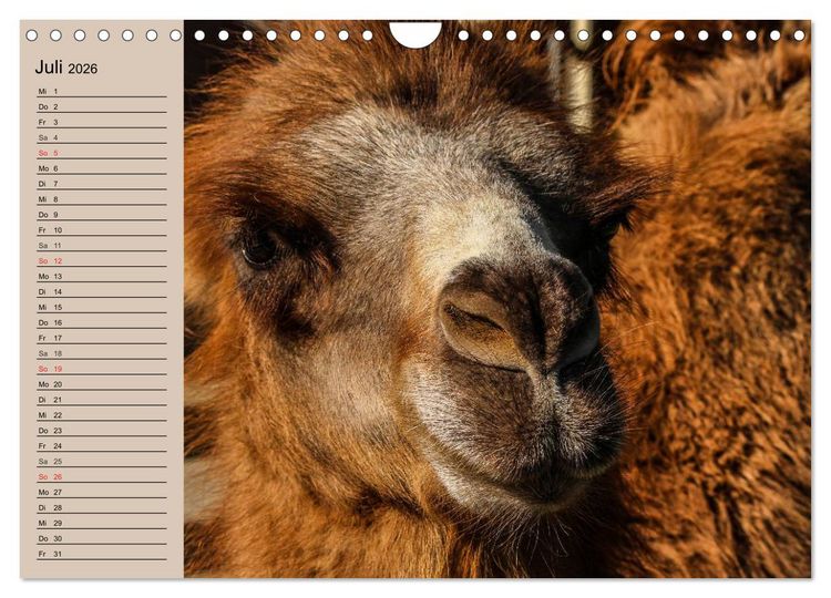 Produktbild: Kamele. Dromedar und Trampeltier (Wandkalender 2026 DIN A4 quer), CALVENDO Monatskalender