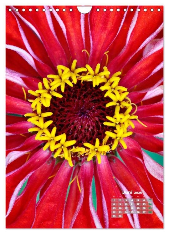 Produktbild: Zinnien im Garten (Wandkalender 2026 DIN A4 hoch), CALVENDO Monatskalender