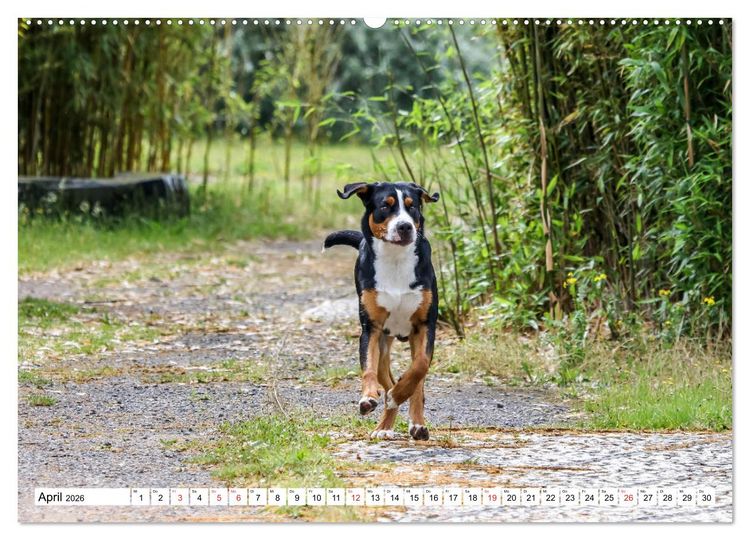 Produktbild: Gro&szlig;er Schweizer Sennenhund (hochwertiger Premium Wandkalender 2026 DIN A2 quer), Kunstdruck in Hochglanz