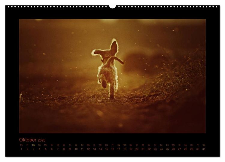 Produktbild: Elli Pirelli... aus dem Leben eines fr&ouml;hlichen Pinscher-Dackel-M&auml;dels (Wandkalender 2026 DIN A2 quer), CALVENDO Monatskalender