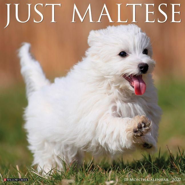 Produktbild: Maltese 2027 12 X 12 Wall Calendar