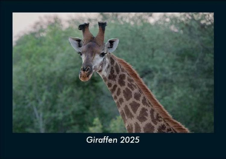 Produktbild: Giraffen 2025 Fotokalender DIN A5