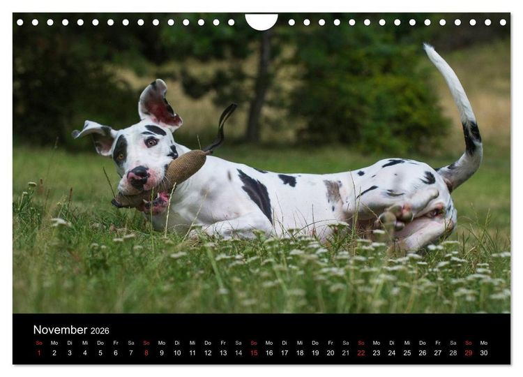 Produktbild: Deutsche Dogge 2026 (Wandkalender 2026 DIN A4 quer), CALVENDO Monatskalender