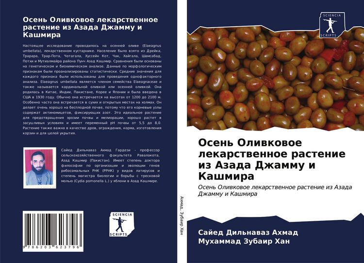Produktbild: Osen' Oliwkowoe lekarstwennoe rastenie iz Azada Dzhammu i Kashmira