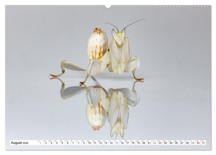 Produktbild: Queens of the Insect World (Wall Calendar 2026 DIN A2 landscape), CALVENDO 12 Month Wall Calendar