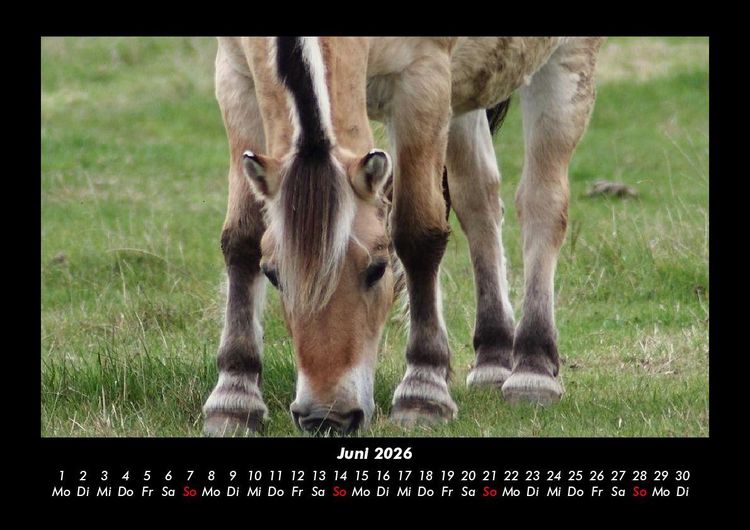Produktbild: Die Welt der Pferde 2026 Fotokalender DIN A3