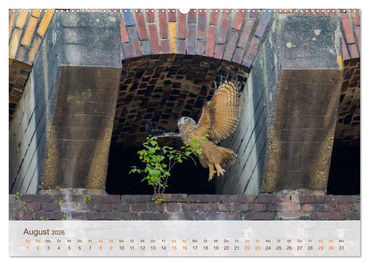 Produktbild: Uhu Highlights (Wandkalender 2026 DIN A2 quer), CALVENDO Monatskalender