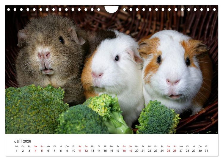 Produktbild: Unsere Meerschweinchen (Wandkalender 2026 DIN A4 quer), CALVENDO Monatskalender