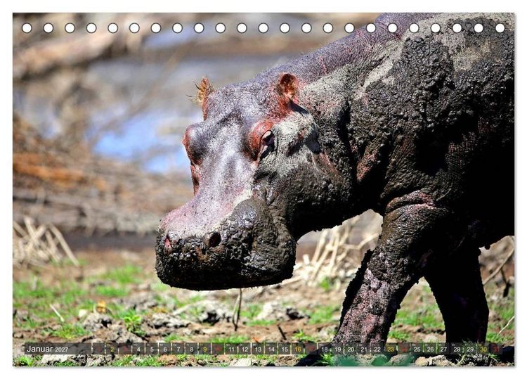 Produktbild: Hippos - Begegnungen in Afrika (Tischkalender 2027 DIN A5 quer), CALVENDO Monatskalender