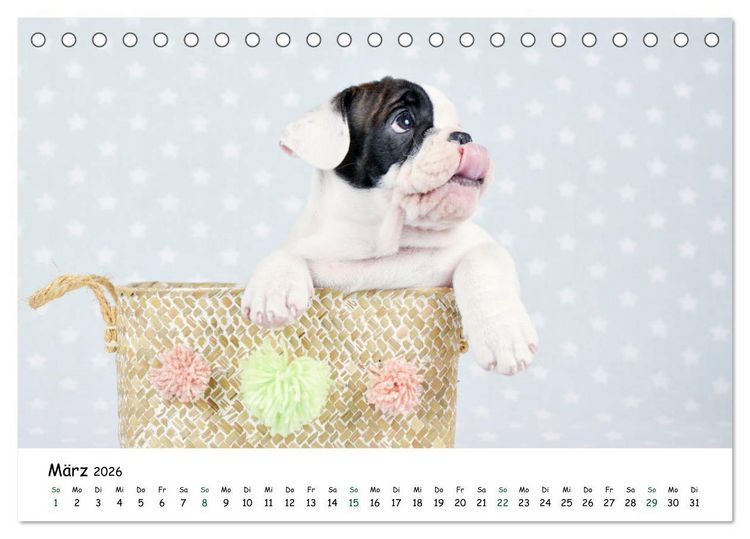 Produktbild: Baby Pfoten (Tischkalender 2026 DIN A5 quer), CALVENDO Monatskalender