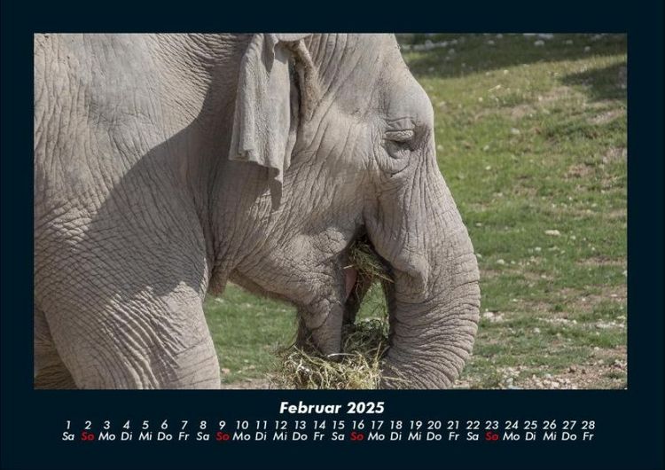 Produktbild: Der Elefantenkalender 2025 Fotokalender DIN A4
