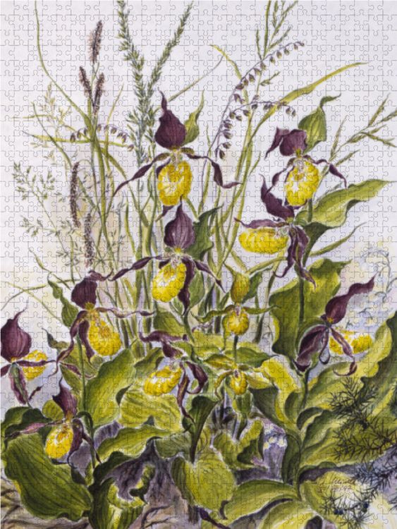 Produktbild: CALVENDO Puzzle Am Waldrand: Frauenschuh, Zittergras, Perlgras, &Auml;stige Graslilie | 1000 Teile Lege-Gr&ouml;&szlig;e 64x48cm Foto-Puzzle f&uuml;r gl&uuml;ckliche Stunden