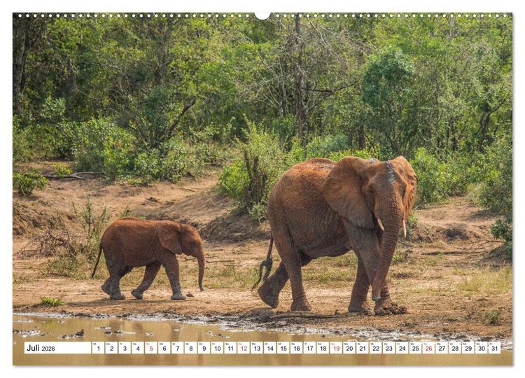 Produktbild: Wunderwelt der Tiere - S&uuml;dafrika (hochwertiger Premium Wandkalender 2026 DIN A2 quer), Kunstdruck in Hochglanz