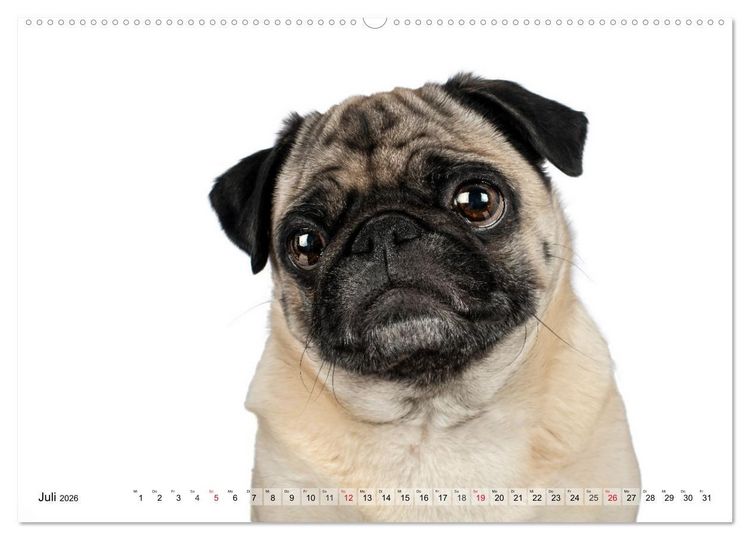 Produktbild: Charakterk&ouml;pfe zum verlieben (Wandkalender 2026 DIN A2 quer), CALVENDO Monatskalender
