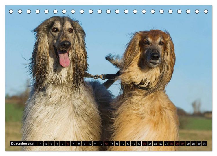 Produktbild: Kinder des Windes - Afghanischer Windhund (Tischkalender 2026 DIN A5 quer), CALVENDO Monatskalender