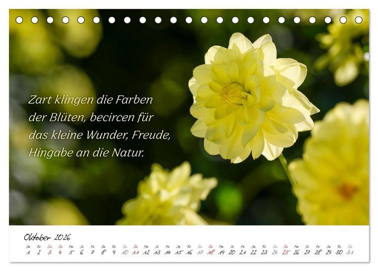 Produktbild: Dahlien Poesie (Tischkalender 2026 DIN A5 quer), CALVENDO Monatskalender