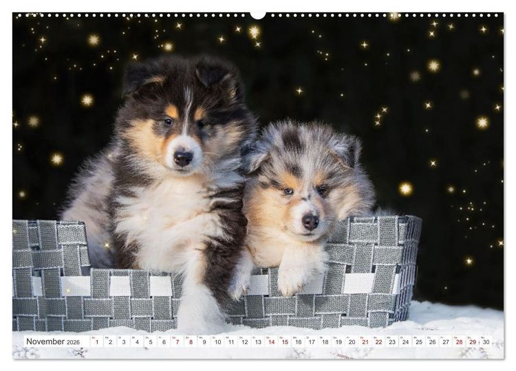 Produktbild: Collies - die sch&ouml;nsten Hunde der Welt (Wandkalender 2026 DIN A2 quer), CALVENDO Monatskalender