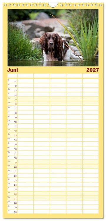 Produktbild: Familienplaner 2027 - Passion Jagdhund - Kleiner M&uuml;nsterl&auml;nder mit 5 Spalten (Wandkalender, 21 x 45 cm) CALVENDO