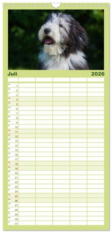 Produktbild: Familienplaner 2026 - Liebenswerter Clown Bearded Collie mit 5 Spalten (Wandkalender, 21 x 45 cm) CALVENDO
