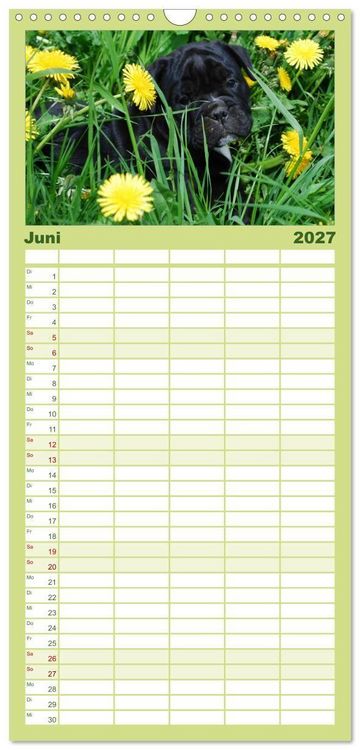 Produktbild: Familienplaner 2027 - Bulldoggen-Kinder mit 5 Spalten (Wandkalender, 21 x 45 cm) CALVENDO