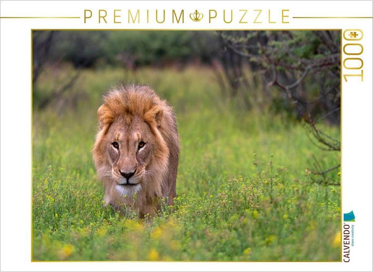 Produktbild: CALVENDO Puzzle L&ouml;wenmann w&auml;hrend der Regenzeit | 1000 Teile Lege-Gr&ouml;&szlig;e 64x48cm Foto-Puzzle f&uuml;r gl&uuml;ckliche Stunden