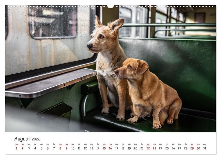 Produktbild: Berlin City Dogs - Berliner Hunde (Wandkalender 2026 DIN A2 quer), CALVENDO Monatskalender