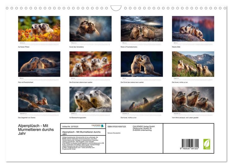 Produktbild: Alpenpl&uuml;sch - Mit Murmeltieren durchs Jahr (Wandkalender 2026 DIN A3 quer), CALVENDO Monatskalender
