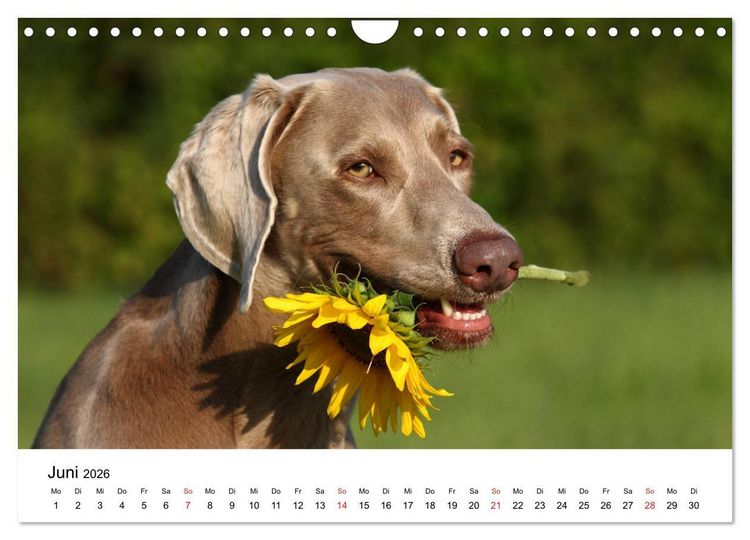 Produktbild: lach mit...just smile (Wandkalender 2026 DIN A4 quer), CALVENDO Monatskalender