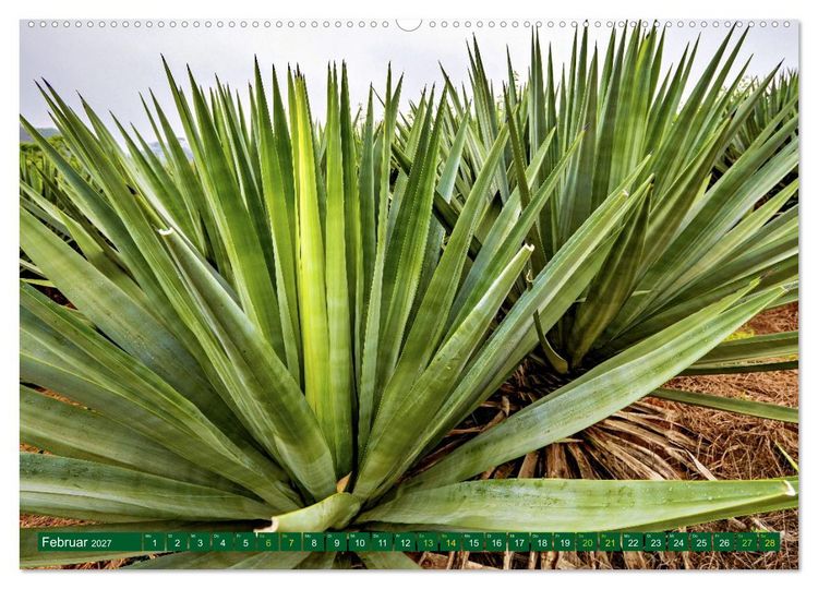 Produktbild: SISAL - von der Pflanze zum Produkt (Wandkalender 2027 DIN A2 quer), CALVENDO Monatskalender