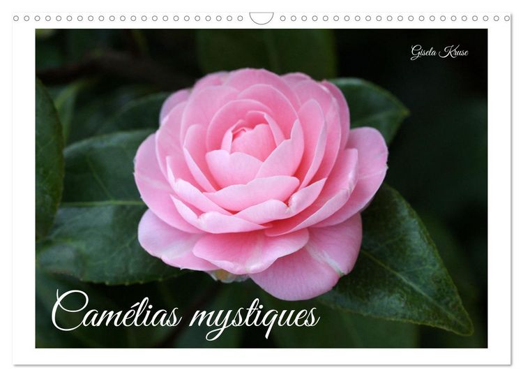 Produktbild: Cam&eacute;lias mystiques (Calendrier mural 2026 DIN A3 vertical), CALVENDO calendrier mensuel