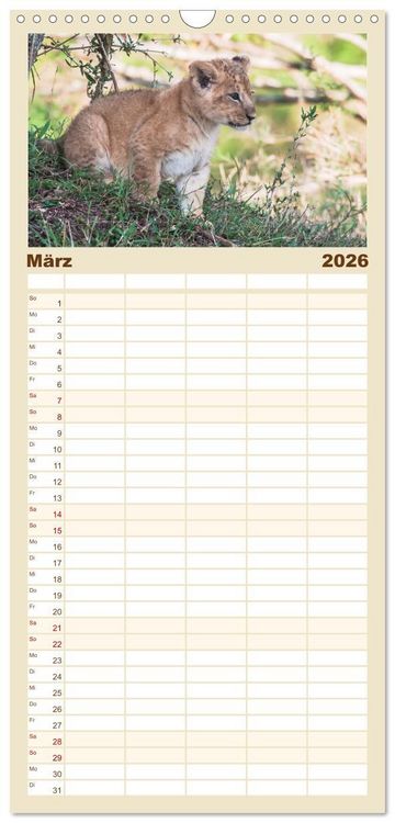Produktbild: Familienplaner 2026 - L&ouml;wen - Raubkatzen Afrikas mit 5 Spalten (Wandkalender, 21 x 45 cm) CALVENDO