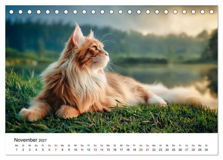 Produktbild: Eleganz in Pelz - ein Maine Coon - Kalender (Tischkalender 2027 DIN A5 quer), CALVENDO Monatskalender