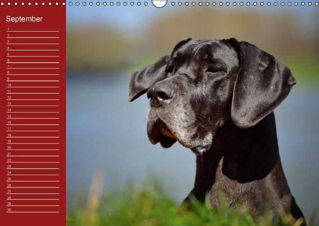 Produktbild: Deutsche Doggen / Geburtstagskalender (Wandkalender immerw&auml;hrend DIN A3 quer)