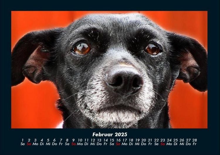Produktbild: Welpen 2025 Fotokalender DIN A4