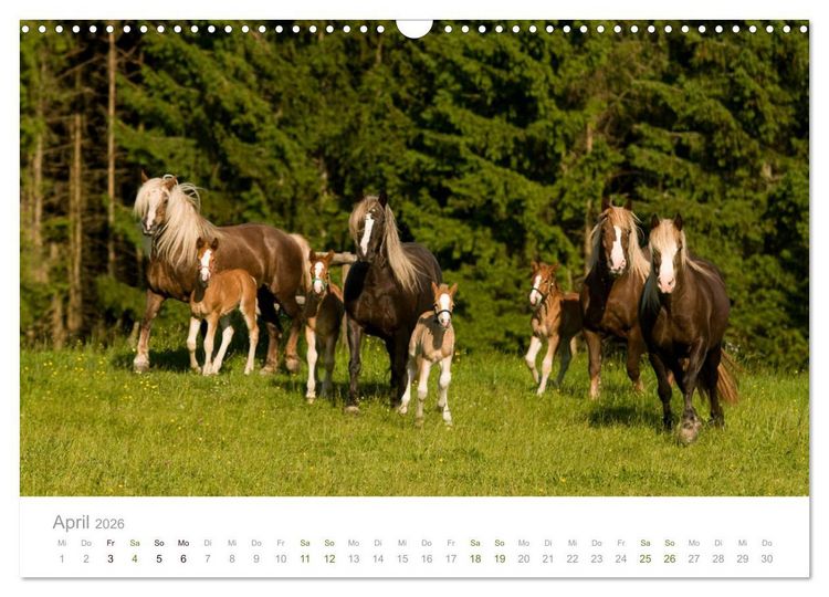 Produktbild: Faszination und Vielfalt - Schwarzw&auml;lder Kaltblut (Wandkalender 2026 DIN A3 quer), CALVENDO Monatskalender