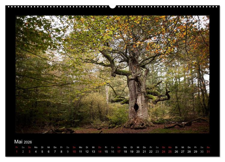 Produktbild: M&auml;rchenhafter Reinhardswald und Urwald Sababurg (Wandkalender 2026 DIN A2 quer), CALVENDO Monatskalender