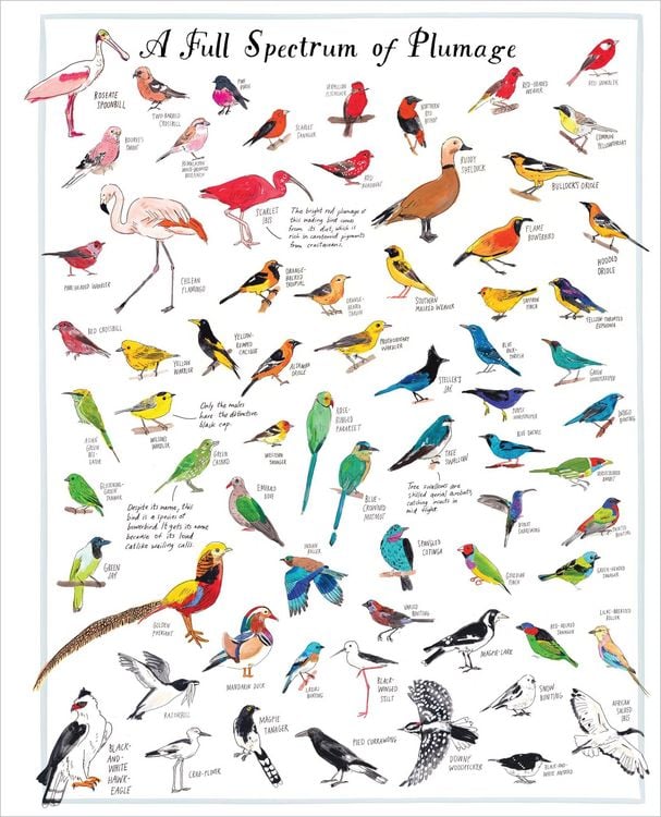 Produktbild: Bird Anatomy Posters