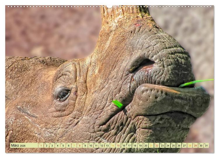 Produktbild: Bedrohte Tierart - Nashorn (Wandkalender 2026 DIN A2 quer), CALVENDO Monatskalender