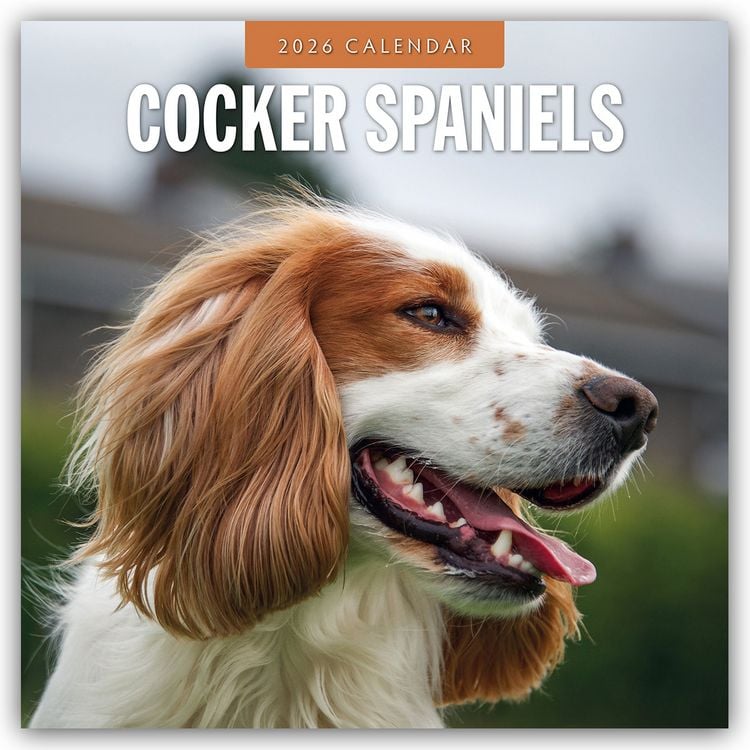 Produktbild: Cocker Spaniels – Cocker Spaniel 2026 – 16-Monatskalender