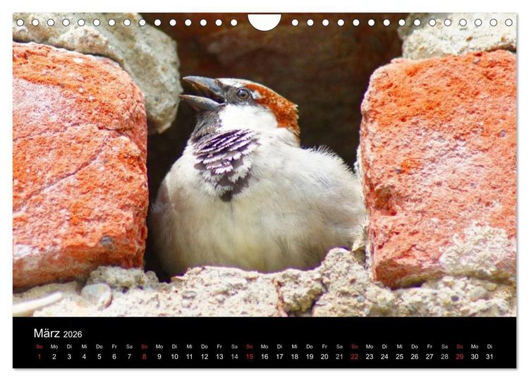 Produktbild: Freche Spatzen (Wandkalender 2026 DIN A4 quer), CALVENDO Monatskalender