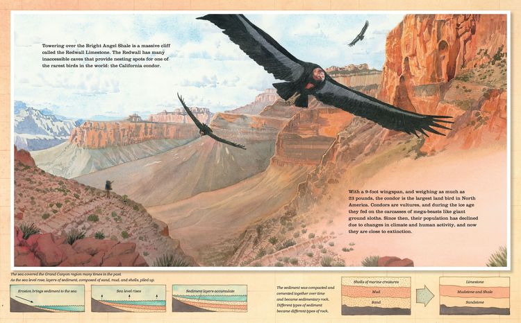 Produktbild: Grand Canyon