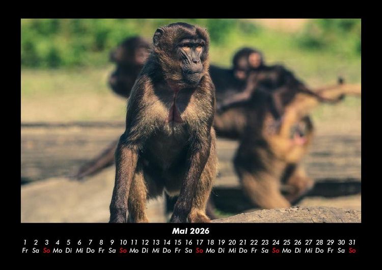 Produktbild: Der Tierkalender 2026 Fotokalender DIN A3