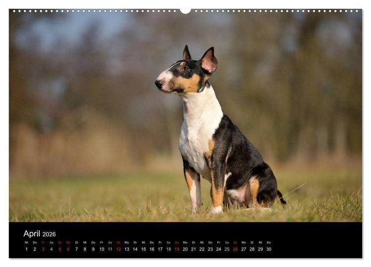 Produktbild: Bullterrier 2026 - Kleine Clowns mit gro&szlig;em Herz (hochwertiger Premium Wandkalender 2026 DIN A2 quer), Kunstdruck in Hochglanz
