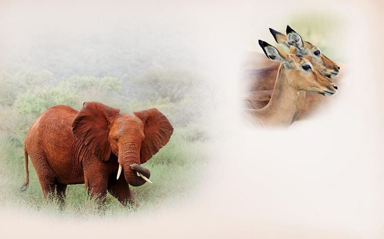 Produktbild: Africa
