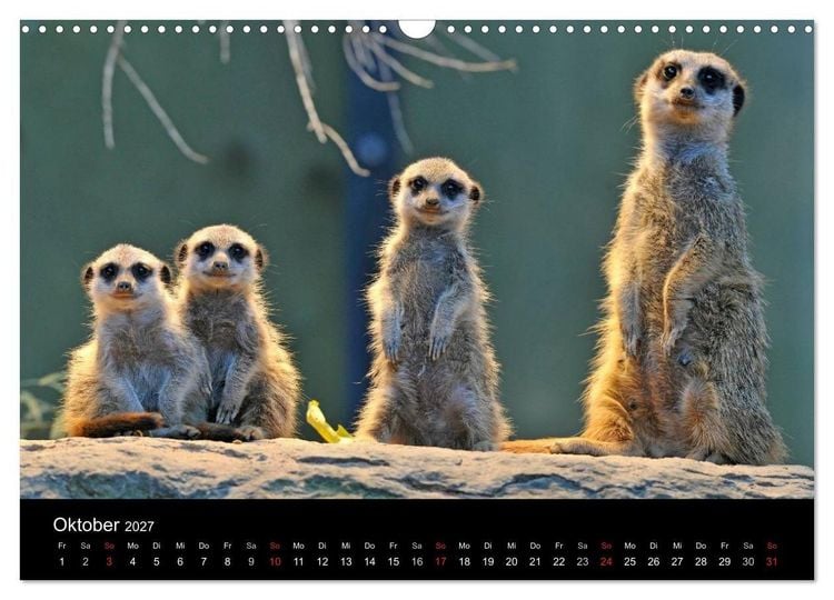 Produktbild: Erdm&auml;nnchen - Tierkinder (Wandkalender 2027 DIN A3 quer), CALVENDO Monatskalender
