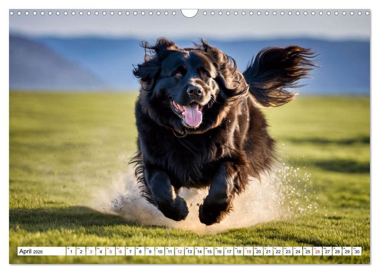 Produktbild: Neufundl&auml;nder - Liebenswerte B&auml;ren (Wandkalender 2026 DIN A3 quer), CALVENDO Monatskalender