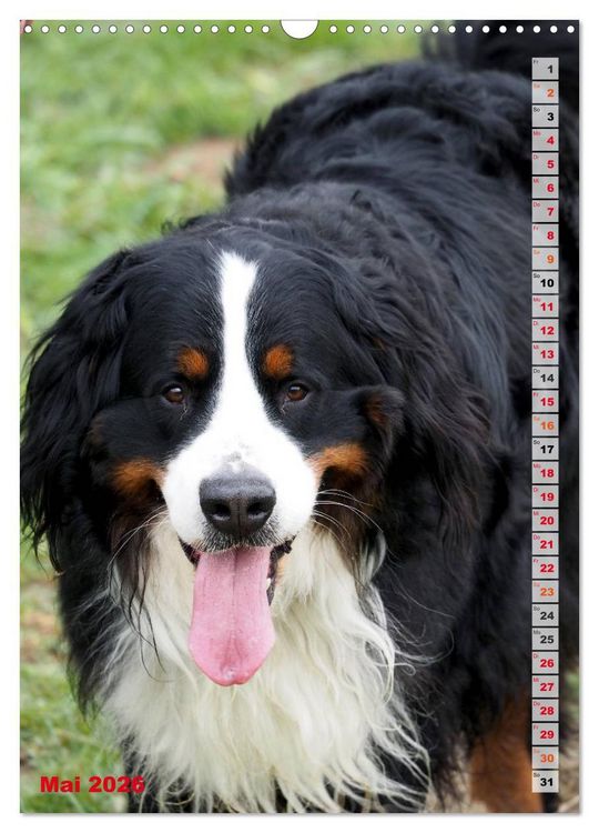 Produktbild: B&Auml;R - Der Berner Sennenhund (Wandkalender 2026 DIN A3 hoch), CALVENDO Monatskalender