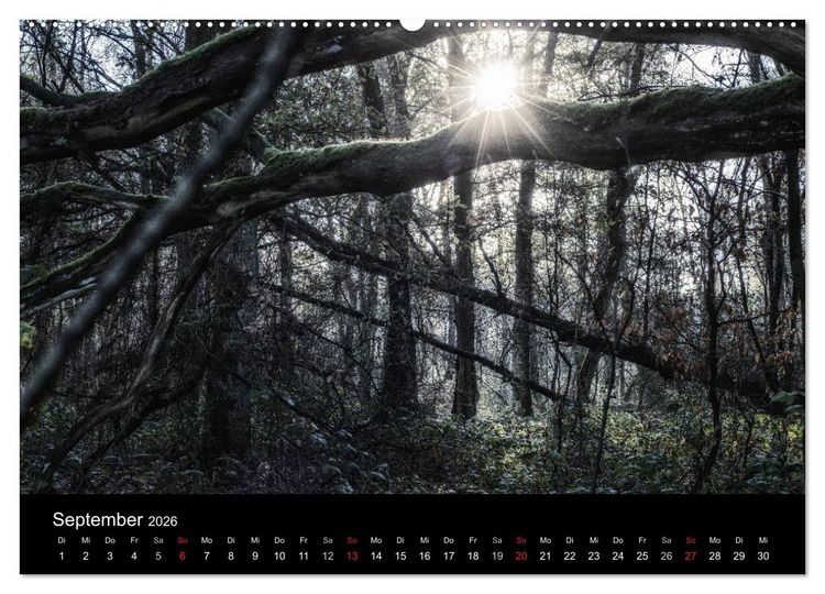 Produktbild: Mystische W&auml;lder (hochwertiger Premium Wandkalender 2026 DIN A2 quer), Kunstdruck in Hochglanz