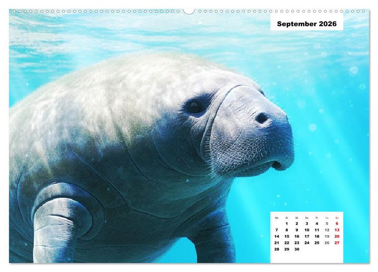 Produktbild: Manatees. Faszinierende Rundschwanzseek&uuml;he (hochwertiger Premium Wandkalender 2026 DIN A2 quer), Kunstdruck in Hochglanz
